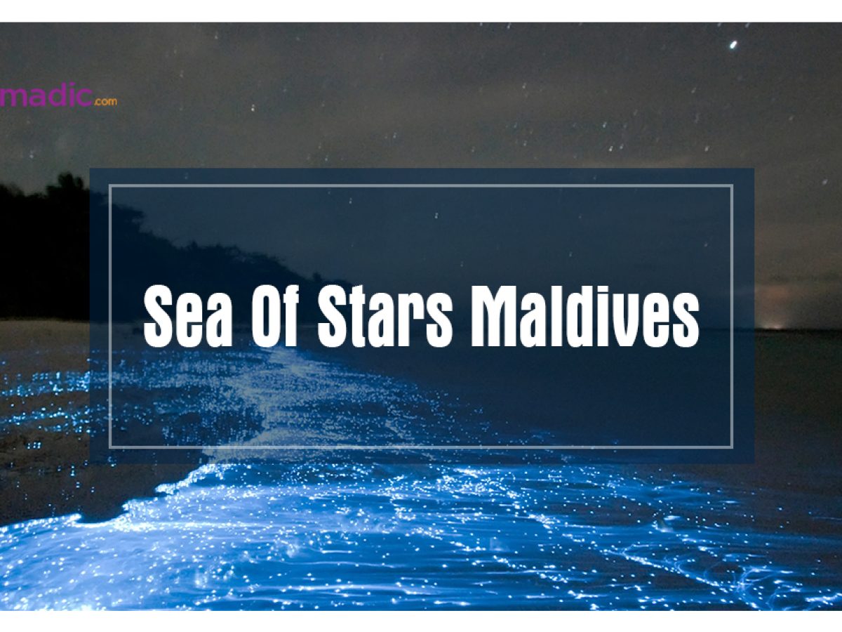 The Sea Of Stars Maldives: Amazing Facts You Need To Know 