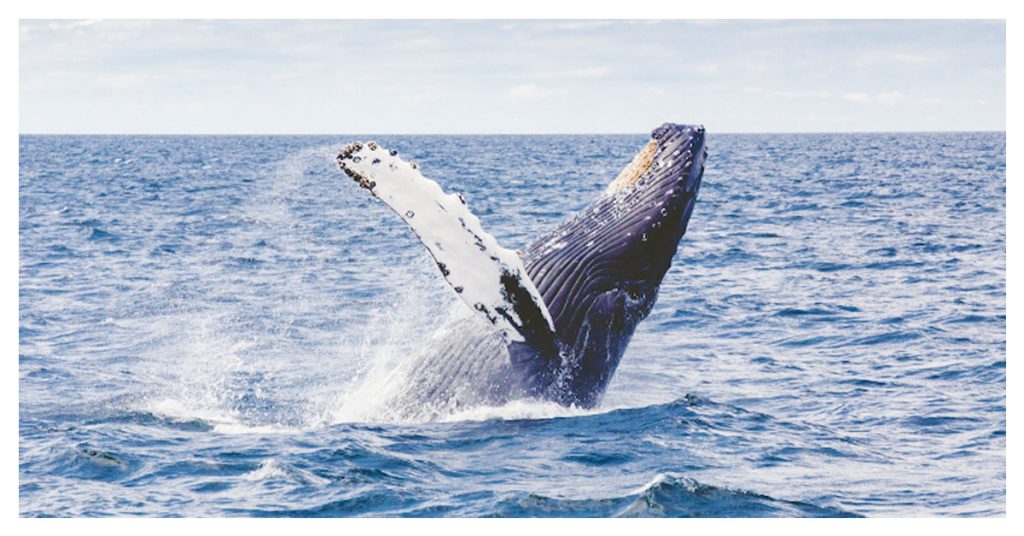 Get a chance to watch whales