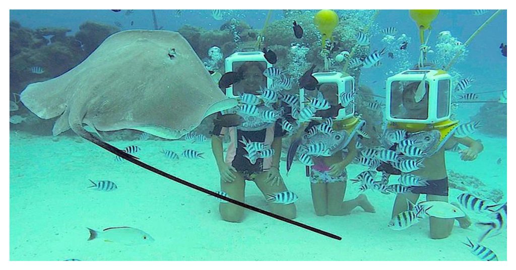 underwater safari awaits