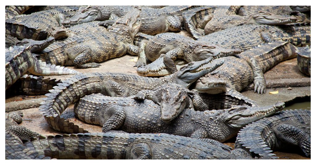 The World's Largest Alligator Farm