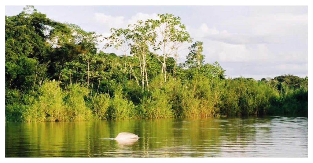 Javari & Amazon River Adventure