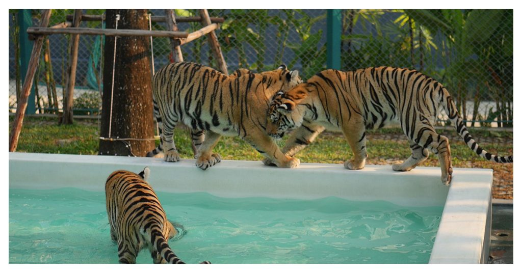 Pattaya Tiger Park -1