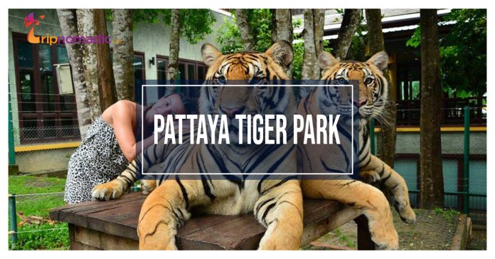 Pattaya Tiger Park -2