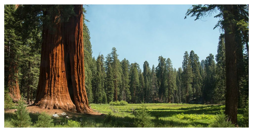 Sequoia Round