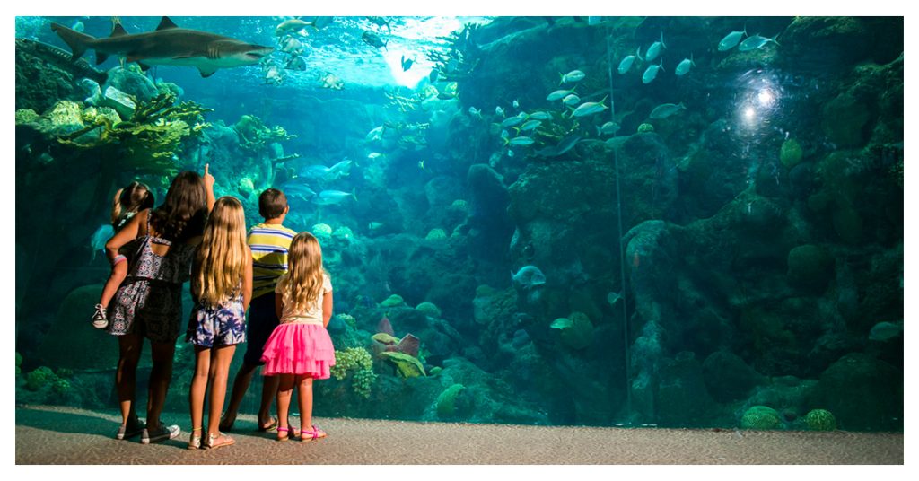 Downtown Aquarium – See The Marine Life