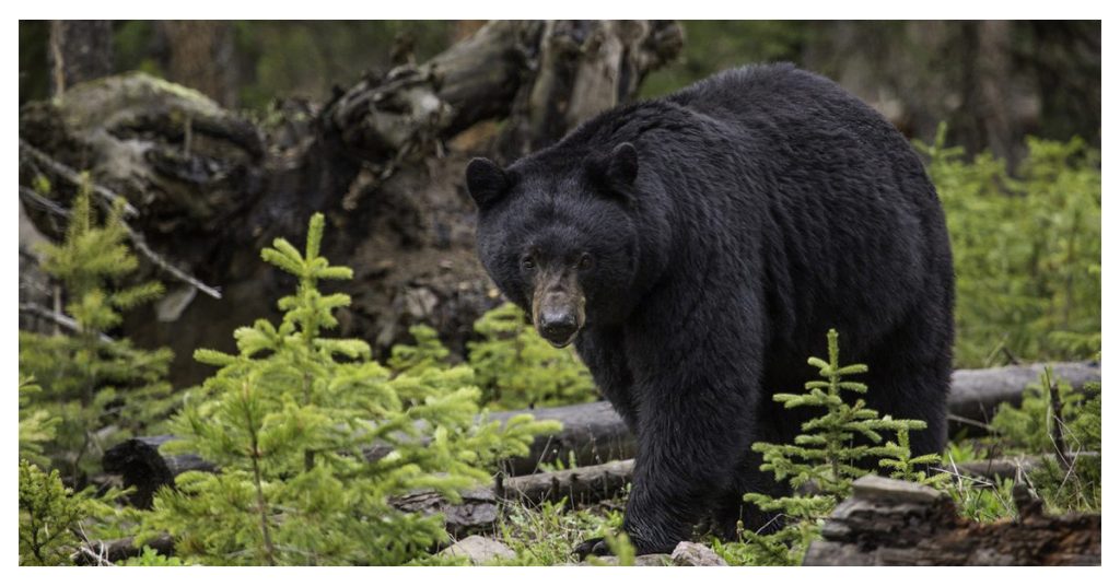 Black Bear Wilderness Trail