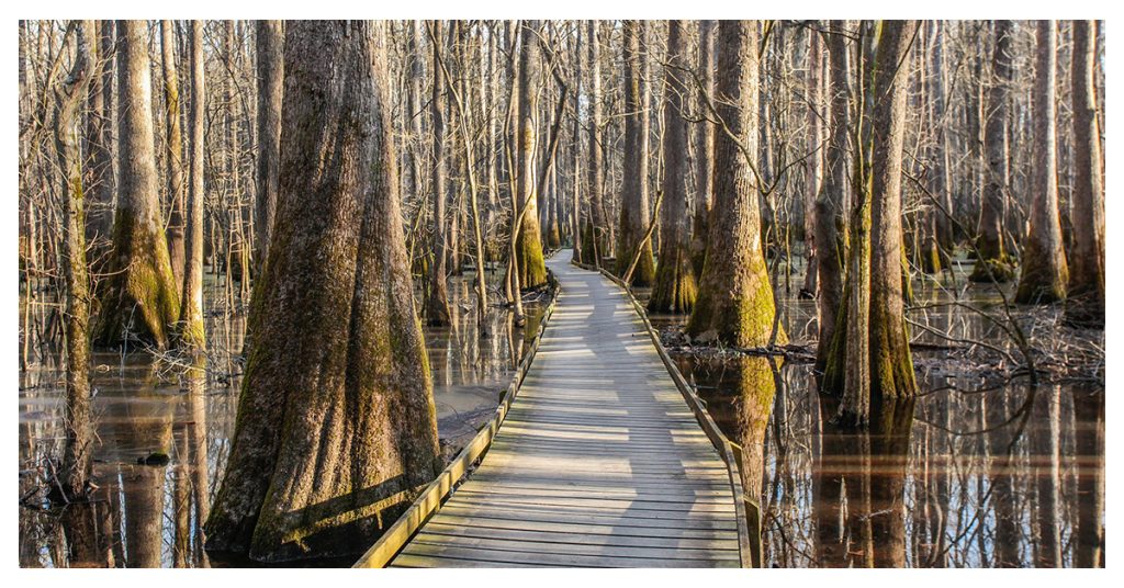 Congaree Swamp National Monument