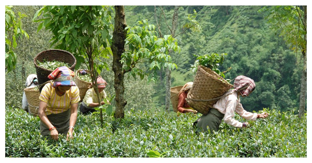 Darjeeling tea-tasting tour