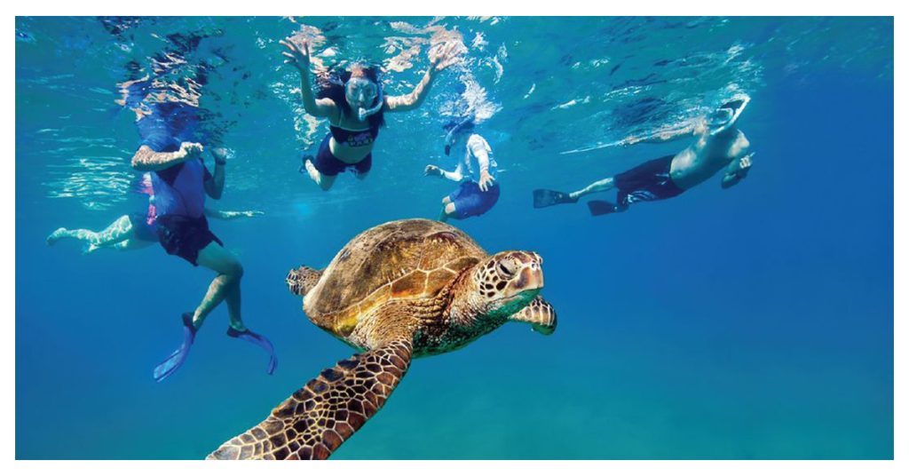 Snorkel with Sea Turtles