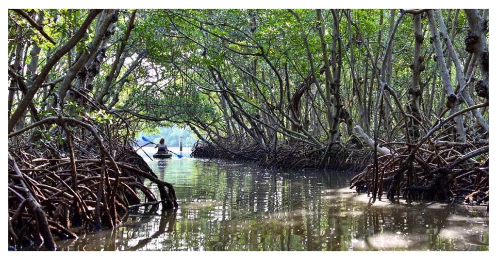 Mangroves Tunnels