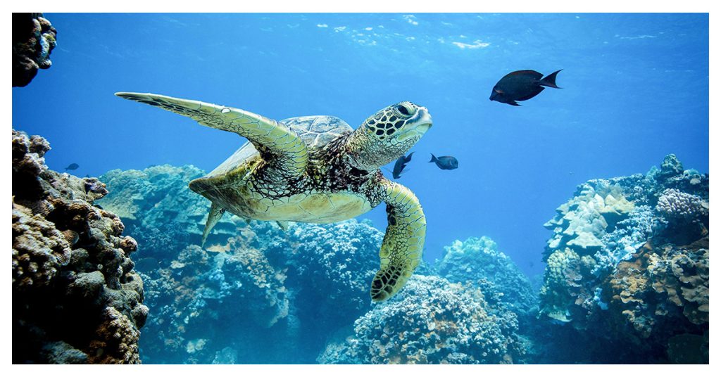 Gentle Sea Turtles