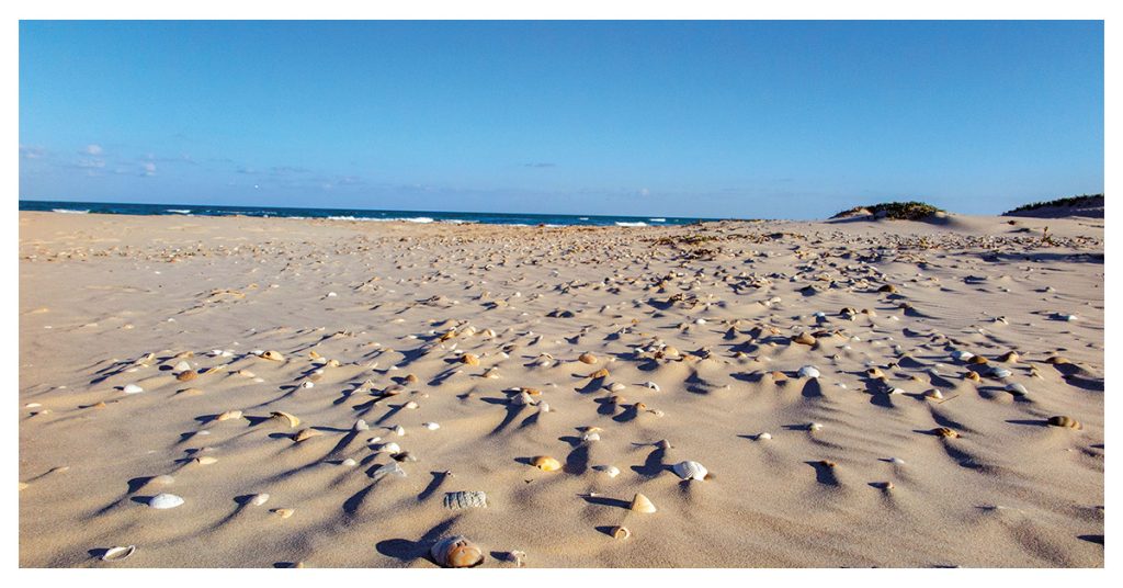Hunt for Seashells on Deserted Beaches