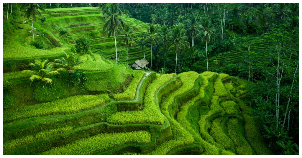 Explore Ubud's Tegalalang Rice Terraces